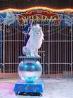 Circus William auf der Insel Usedom Circus William auf der Insel Usedom