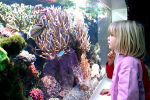 Korallenfische (Foto: Meereszentrum Fehmarn)