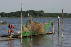 Heringszaun (Foto: Schlei Ostsee GmbH)