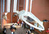 Finnwal-Skelett im Deutschen Meeresmuseum (Foto: DMM)