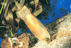 Katzenhai-Ei (Foto: Sea Life Timmendorfer Strand)