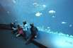 Neue Fische im Ozeaneum Stralsund