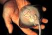 Baby-Rochen im Sea Life Timmendorfer Strand (Foto © Sea Life Timmendorfer Strand)