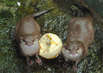 Ausflugsziele Ostsee Sea Life Timmendorfer Strand