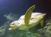 Schildkröte Speedy im Sea Life Timmendorfer Strand