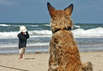 Urlaub mit dem Vierbeiner (Foto: pixelio.de)