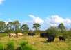 Wildpferde und Galloways in Schleswig-Holstein Wildpferde und Galloways in Schleswig-Holstein