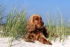 Urlaub mit dem Hund an der Ostsee (Foto: Matthias Emmerich/pixelio.de)