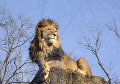 Der König der Tiere (Foto: Zoo Schwerin)