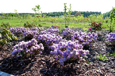Ausflugsziel Usedomes Botanischer Garten