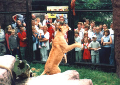 Fütterung der Löwin Naemi (Foto: Tierpark Ueckermünde)