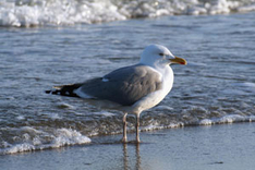 Möwe am Ostseestrand (Foto: pixelio.de)