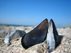 Weißenhäuser Strand (Foto: Melanie Regner/pixelio.de)