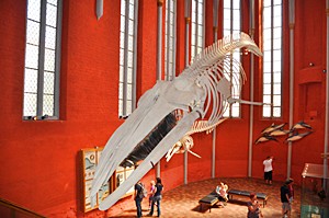 Das imposante Skelett stammt von einem 15 Meter langen Finnwal, der 1825 vor der Insel Rügen strandete