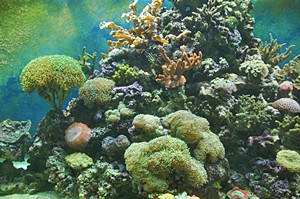 Viele Korallen sind im Meeresmuseum Stralsund über Jahrzehnte gewachsen und bieten autenthischen Lebensraum für tierische Meeresbewohner
