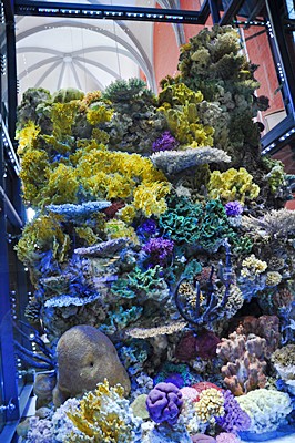 Der aus echten Korallen gebaute Riffturm ist eines der größten Exponate im Meeresmuseum Stralsund