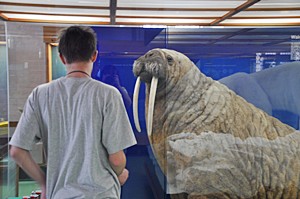 Auf Augenhöhe mit einem Walross - so wird sich der Besucher der Größe dieses Riesen bewusst