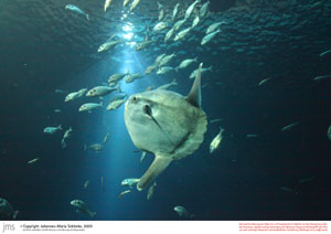 Mondfisch im Ozeaneum, Ausflugsziel an der Ostsee Mondfisch im Ozeaneum, Ausflugsziel an der Ostsee