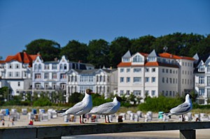 Möwen sind ein typisches Ostsee-Fotomotiv - hier der der Bäderarchitektur-Promenade in Bansin, Insel Usedom