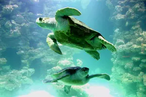 Meeresschildkröten im Meeresmuseum