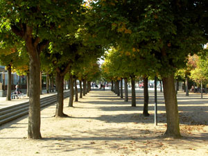 Allee in Ahlbeck (Foto: Rainer H&ouml;ll)