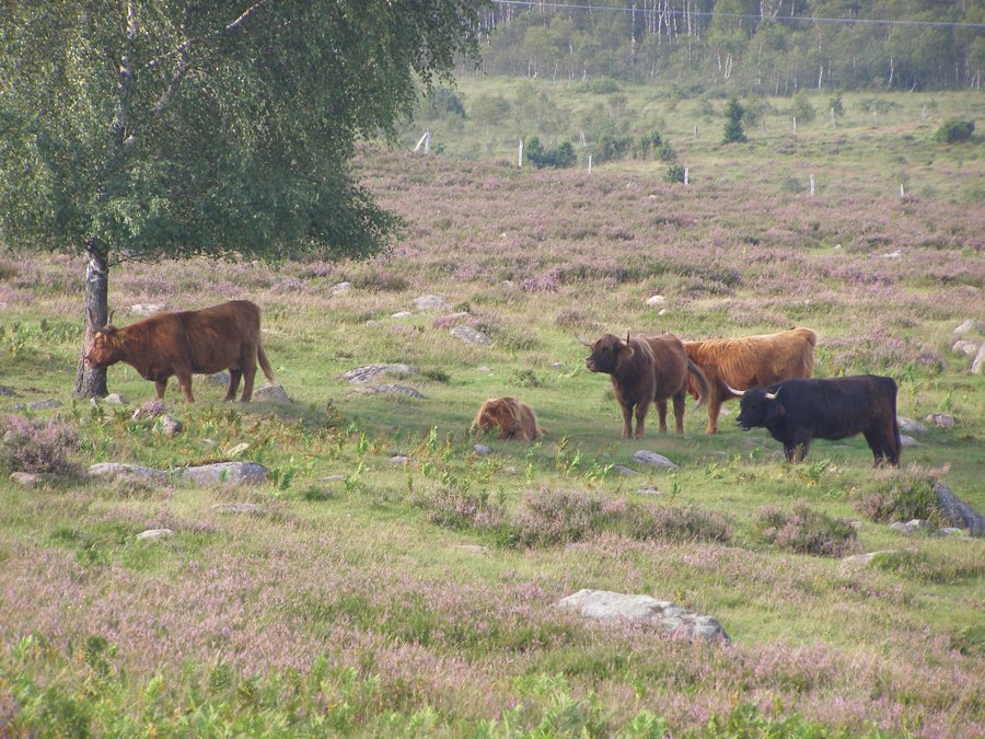 File:Mästocka ljunghed, highland cattle.JPG
