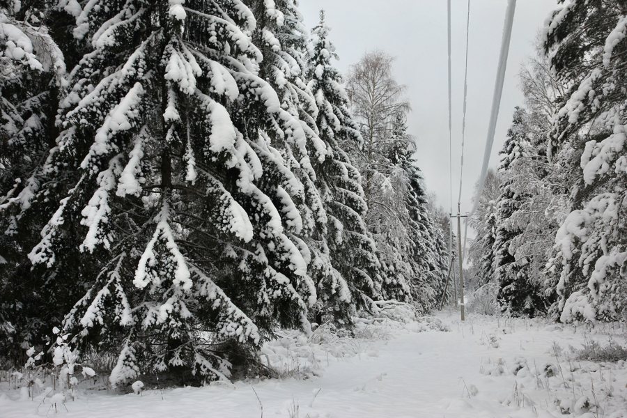 File:Pillapalu metsasiht.jpg