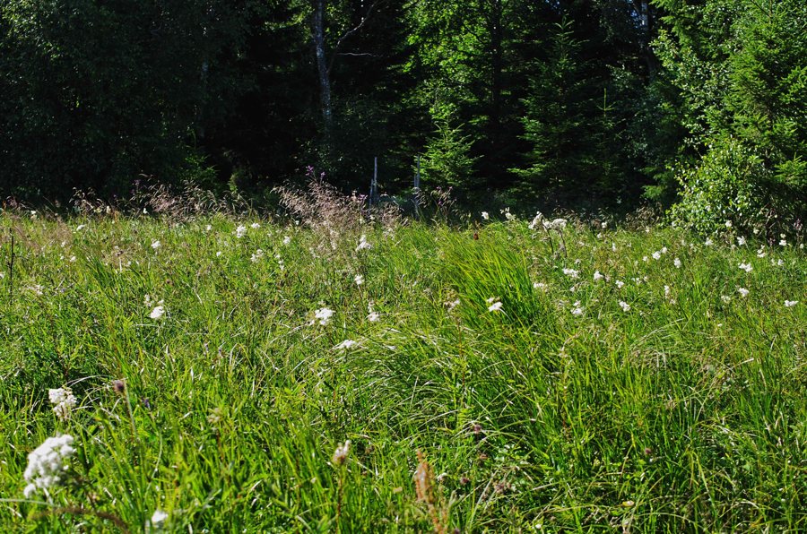 File:Vistorp Strängesgården 01.jpg