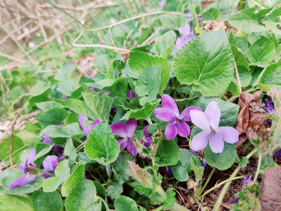 File:Violet in Kärna mosse.jpg