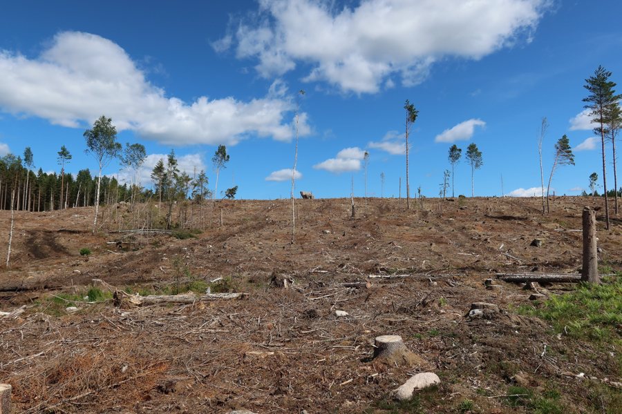 File:Clearcut landscape in Lerum municipality Sweden on July 23 2026 view 1.jpg