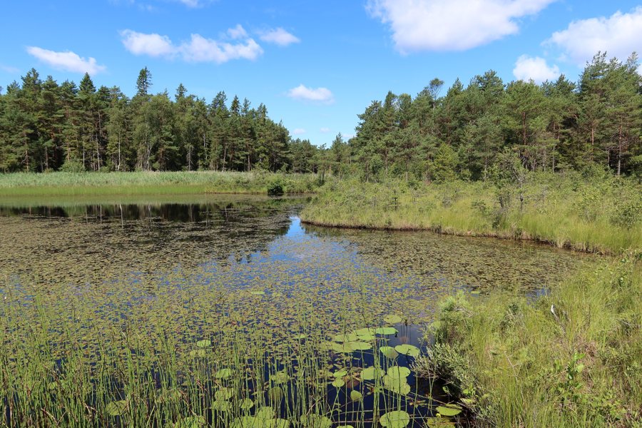 File:Torsketjaernen N shoreline Partille municipality Sweden on July 23 2026.jpg