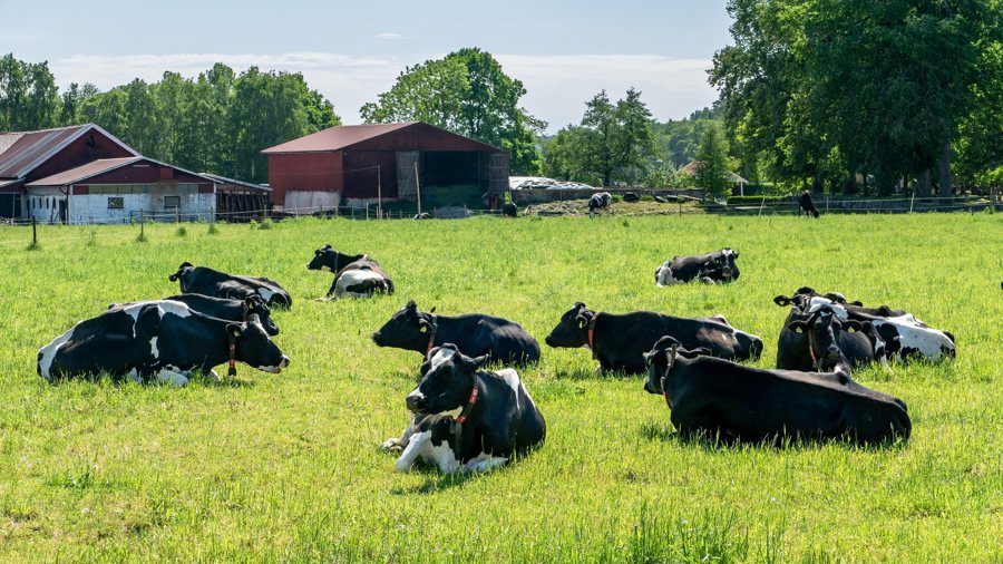File:Black and white cows relaxing in Brodalen.jpg