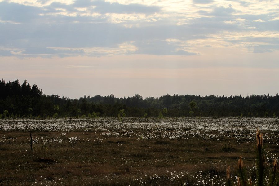 File:Kärnskogen Tuvull Motala kommun Östergötland.jpg