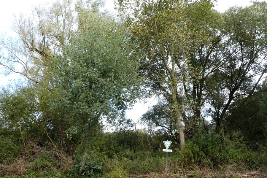 File:20201009 Quellhuegel Logeberg 1.jpg