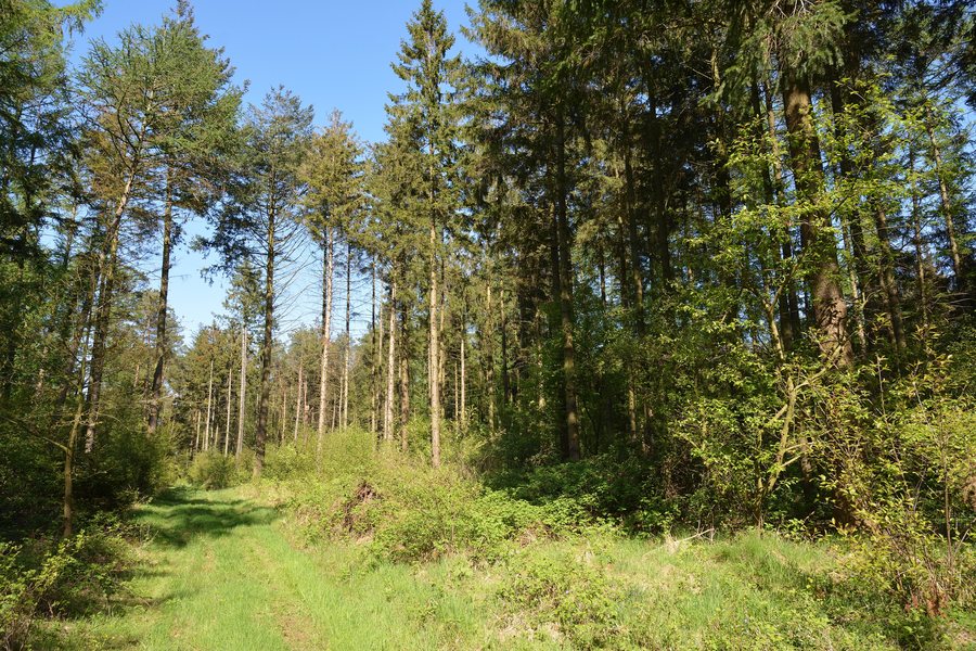 File:Schleswig-Holstein, Fockbek, Naturschutzgebiet Fockbeker Moor NIK 1614.jpg