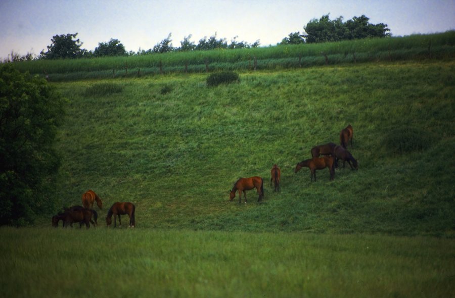 File:18 Timmdorf 1985 (17595336611).jpg