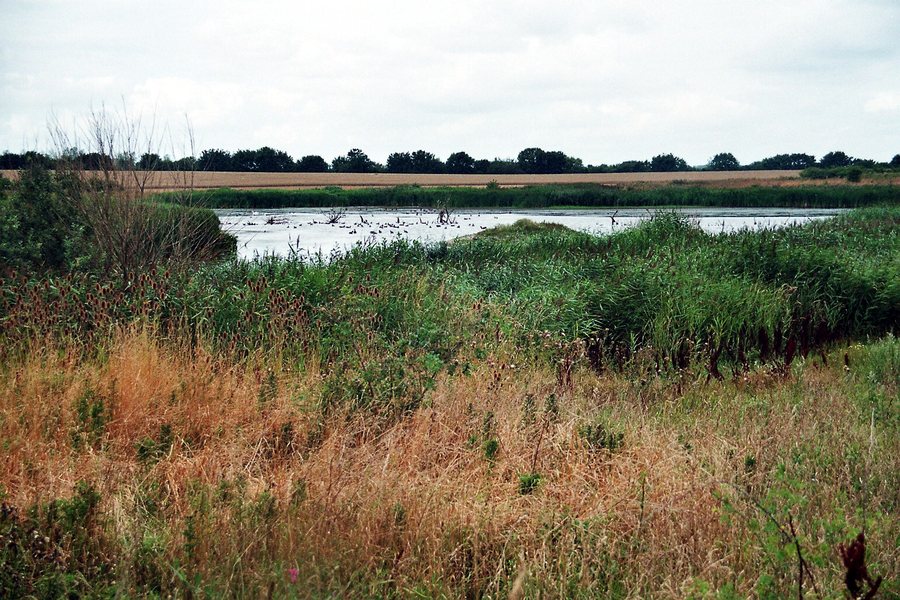 File:Strandsee Marzkamp (Schwartbuck, Krs. Plön), Biotop, Bild 1.jpg