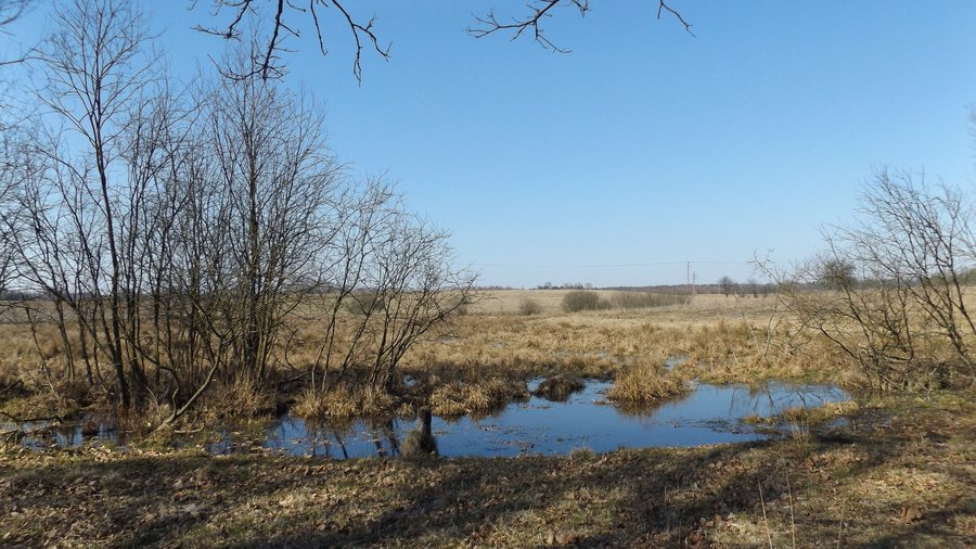 File:Mokradło w okolicy wsi Przykop, kierunek północny - panoramio.jpg