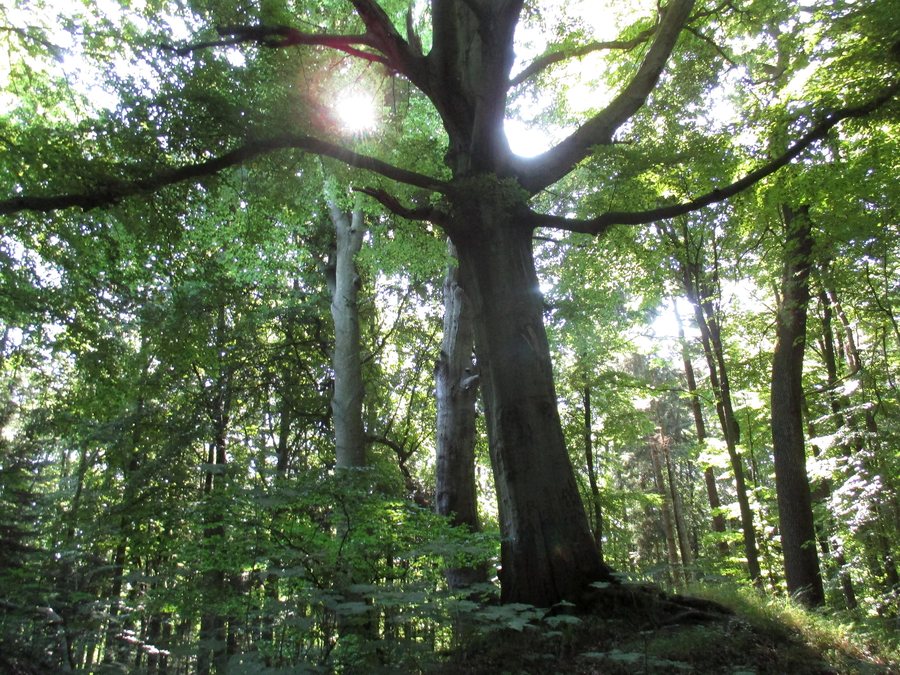 File:Süsel alte Buche 15+.jpg