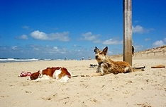 Sandstrand mit blau-weißen Strandkörben an der Ostsee
