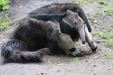 Ameisenbären im Zoo Schwerin