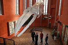 Finnwal-Skelett im Meeresmuseum Stralsund