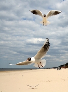 Ostseestrand in Lettland