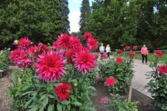 Dahlien im Rostocker Zoo