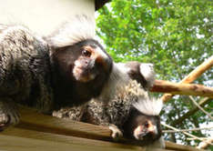 Affenbande erkundet den Vogelpark (Foto: Vogelpark Marlow)