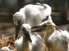 Jungstörche (Foto: Vogelpark Marlow)