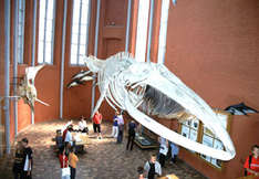 Finnwal-Skelett im Deutschen Meeresmuseum (Foto: DMM)