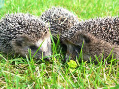 Igelkinder im Vogelpark Marlow (Foto: Vogelpark Marlow)