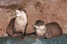 Die Zwergotter Bonnie und Clyde im Sea Life Timmendorfer Strand (Foto: Sea Life Timmendorfer Strand)