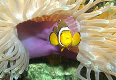 Clownfisch in einer Anemone (Foto: Sea Life Timmendorfer Strand)